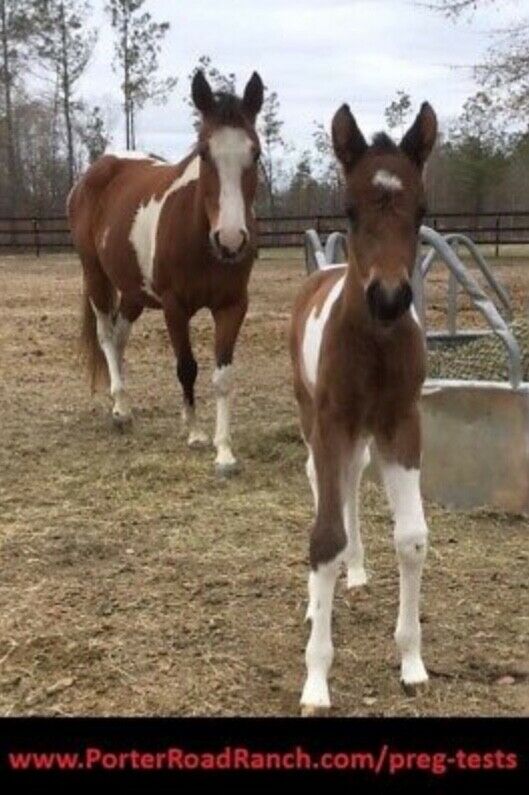 Horse Pregnancy Test- Check to see if your mare is bred